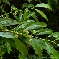 Urophyllum ceylanicum (Wight) Thwaites